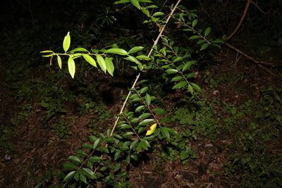 Maclura cochinchinensis, photographed by Greg Tasney