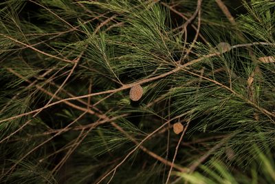 Allocasuarina torulosa, photographed by Greg Tasney