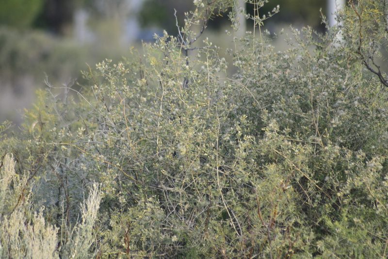 Austrobrickellia patens, photographed by veonatura