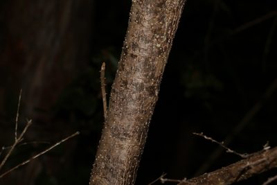 Olea paniculata, photographed by Greg Tasney