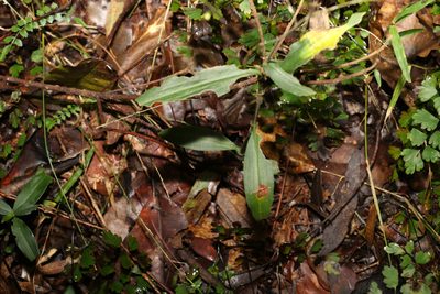Aneilema acuminatum, photographed by Greg Tasney
