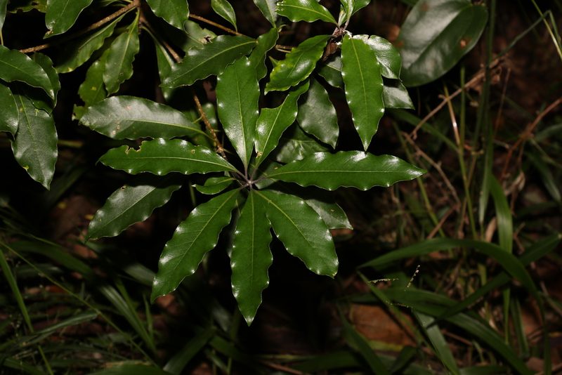Pittosporum undulatum, photographed by Greg Tasney
