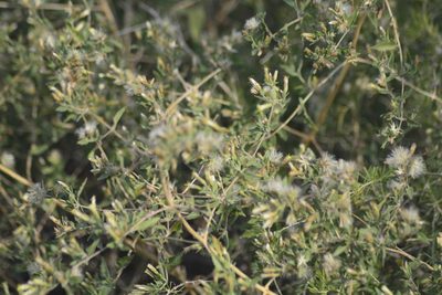 Austrobrickellia patens, photographed by veonatura