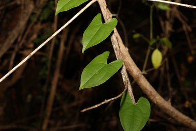 Dioscorea transversa, photographed by Greg Tasney
