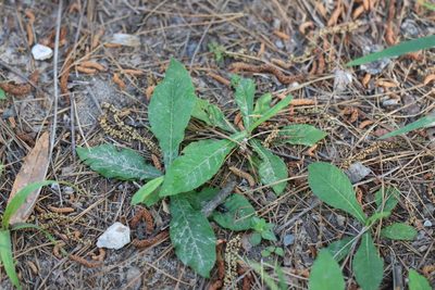Elephantopus tomentosus, photographed by Rich Sommer