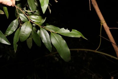 Diospyros pentamera, photographed by Greg Tasney