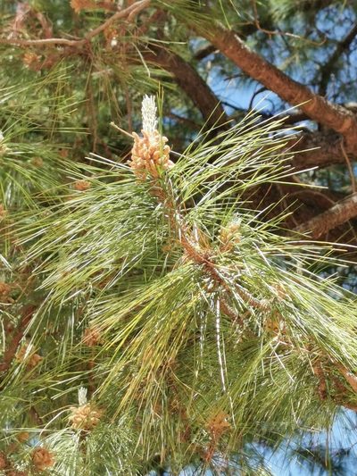 Pinus herrerae, photographed by M. Socorro González Elizondo