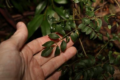 Brachypterum involutum, photographed by Greg Tasney