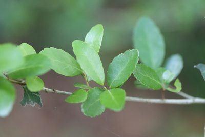 Ilex vomitoria, photographed by Rich Sommer