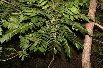 Polyscias murrayi, photographed by Greg Tasney
