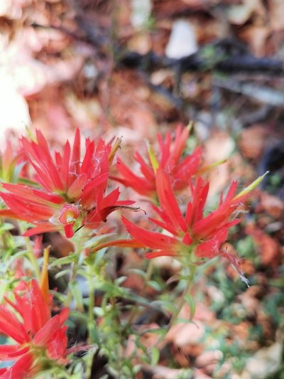 Castilleja tenuifolia, photographed by M. Socorro González Elizondo