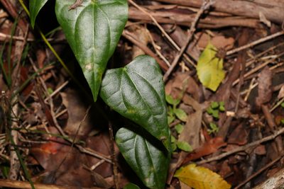 Tinospora smilacina, photographed by Greg Tasney
