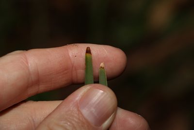 Lomandra multiflora, photographed by Greg Tasney