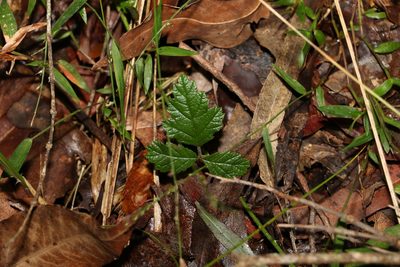 Rubus parvifolius, photographed by Greg Tasney
