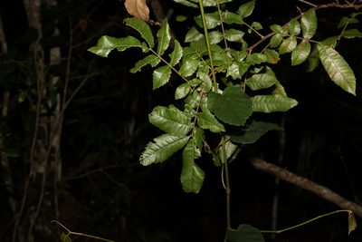 Alectryon tomentosus, photographed by Greg Tasney