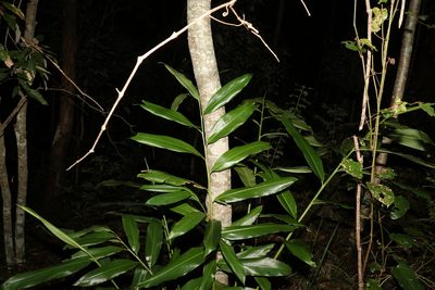 Alpinia caerulea, photographed by Greg Tasney