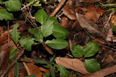 Embelia australiana, photographed by Greg Tasney