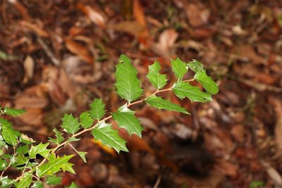 Aphananthe philippinensis, photographed by Greg Tasney