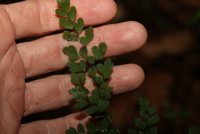 Adiantum atroviride, photographed by Greg Tasney