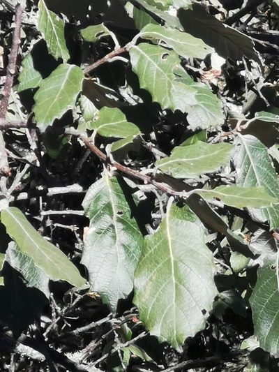 Quercus calophylla, photographed by M. Socorro González Elizondo