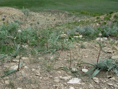 Allium tulipifolium, photographed by Эльмира