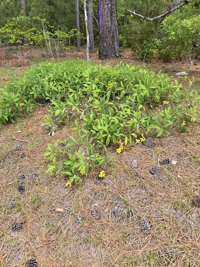 Baptisia cinerea, photographed by Becky Dill