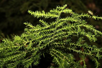 Araucaria cunninghamii, photographed by Greg Tasney