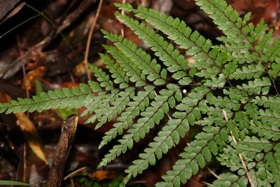 Adiantum formosum, photographed by Greg Tasney