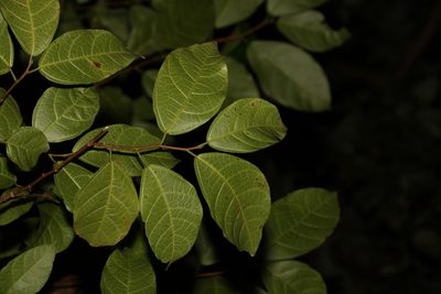 Ficus fraseri, photographed by Greg Tasney
