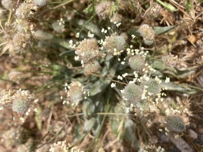 Plantago lagopus, photographed by Andre Hosper
