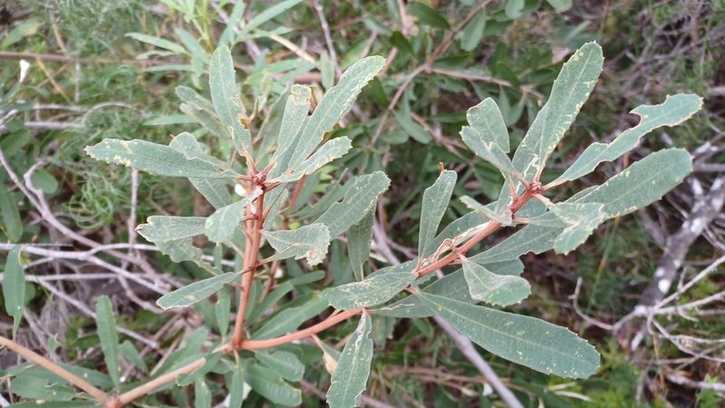 Banksia oblongifolia, photographed by Peter Crowcroft
