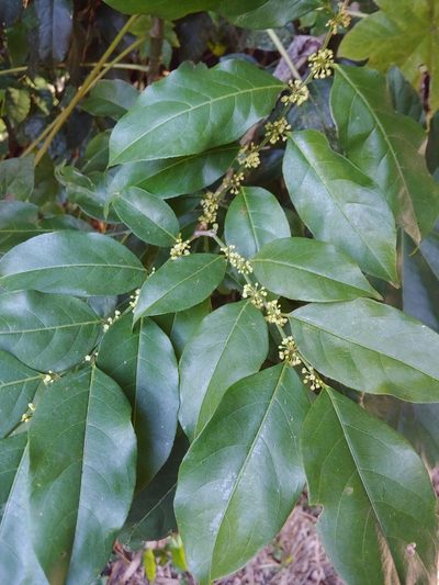 Casearia sylvestris, photographed by Kurt Miller