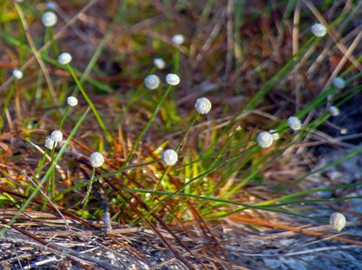 Paepalanthus beyrichianus, photographed by James Rogers