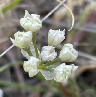 Allium hickmanii, photographed by Irene