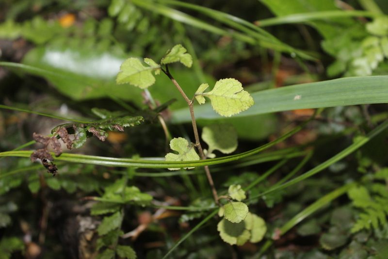 Streblus heterophyllus, photographed by Joe Dillon