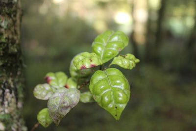 Lophomyrtus bullata, photographed by Joe Dillon