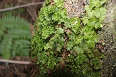 Hymenophyllum flabellatum