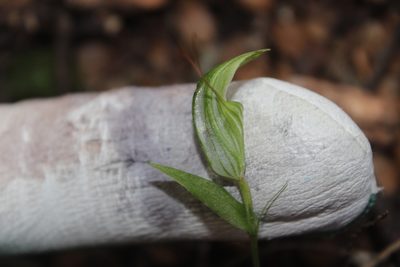 Pterostylis alobula, photographed by Joe Dillon