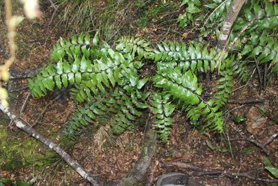 Asplenium polyodon, photographed by Joe Dillon