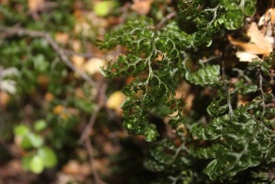 Hymenophyllum sanguinolentum, photographed by Joe Dillon