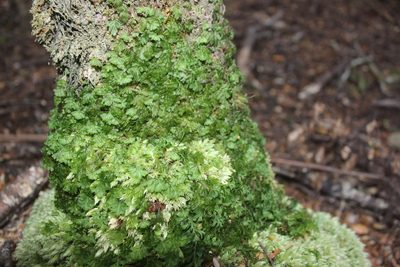 Hymenophyllum rarum, photographed by Joe Dillon