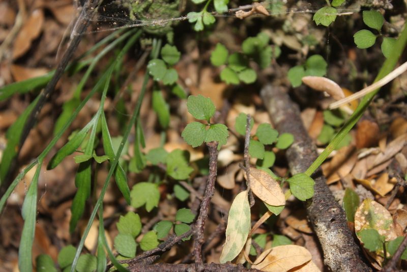 Azorella hookeri, photographed by Joe Dillon