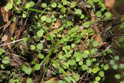 Stellaria parviflora, photographed by Joe Dillon