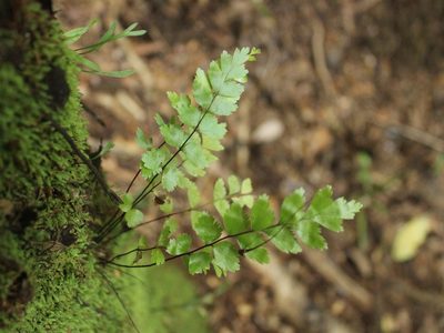 Asplenium polyodon