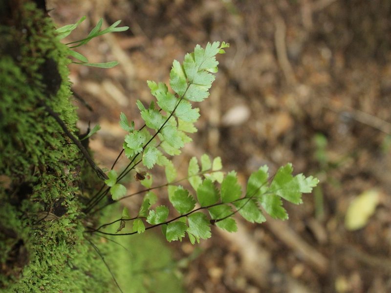Asplenium polyodon, photographed by Joe Dillon