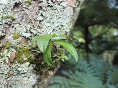 Drymoanthus adversus, photographed by Joe Dillon