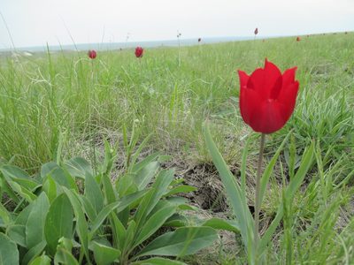 Tulipa suaveolens, photographed by Эльмира