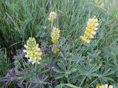 Lupinus microcarpus, photographed by Garth Harwood