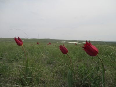 Tulipa suaveolens, photographed by Эльмира