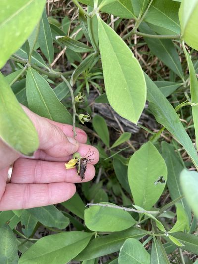 Baptisia cinerea, photographed by Becky Dill